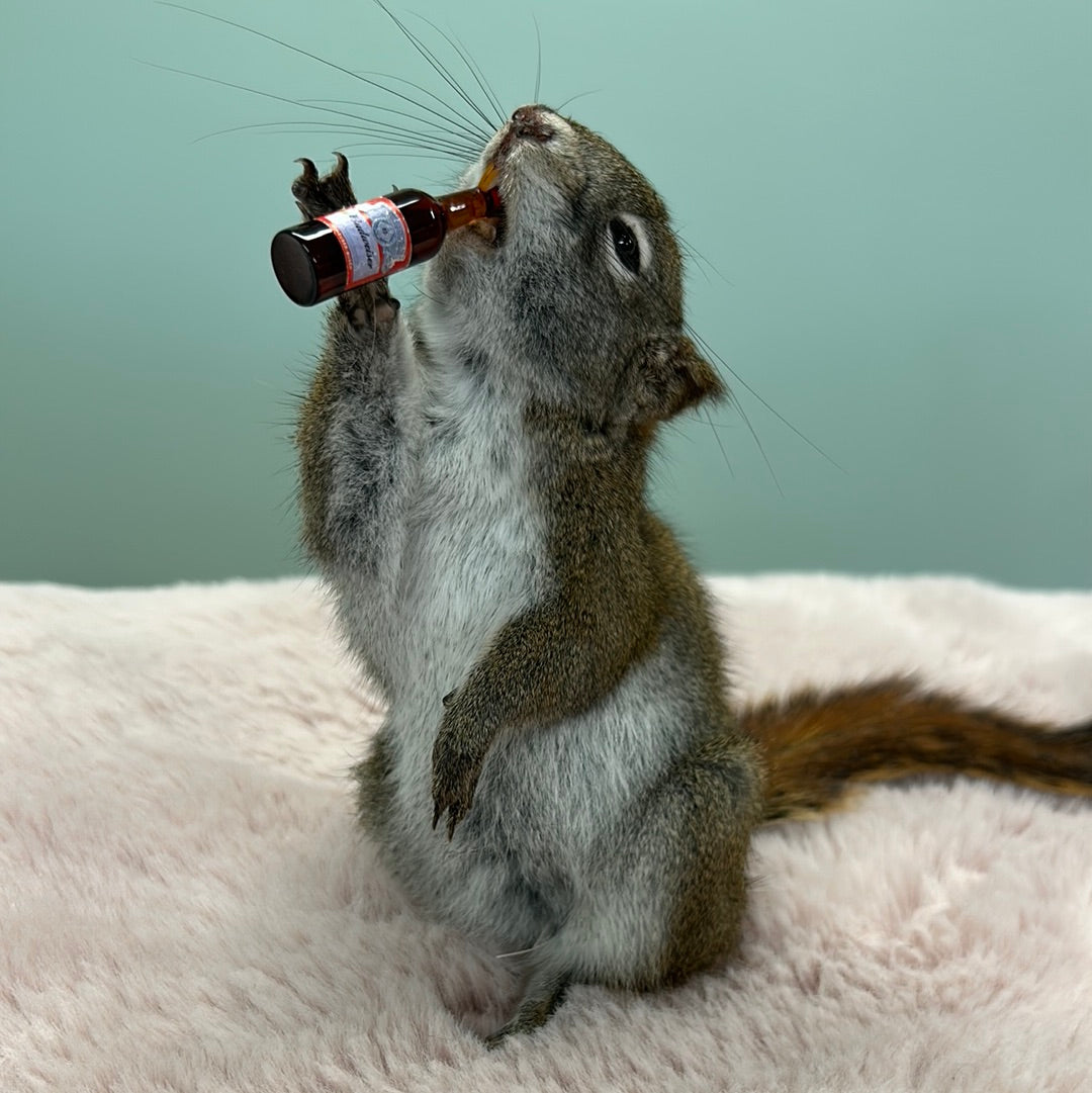 Drunken Squirrel!