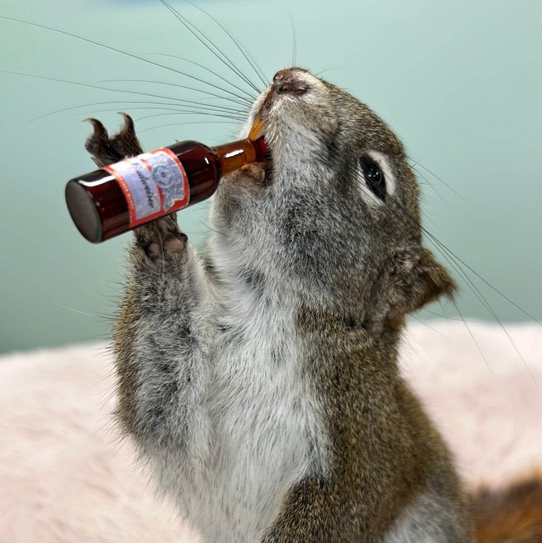 Drunken Squirrel!